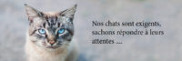 caniscat.fr Site e-commerce accessoires pour chiens et chats
