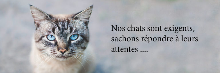 caniscat.fr Site e-commerce accessoires pour chiens et chats