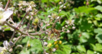 RucherDesAlbizias.fr - Vente site d'apiculture