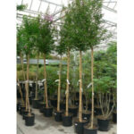 Recherche partenaire financier pour développer notre site - Racyne.fr